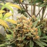 заказать на сайте семена конопли Auto Big Bud feminised