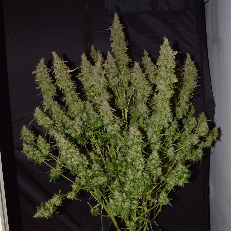 Семена каннабиса  Auto Big Bud feminised Ganja Seeds