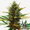 семена конопли скороспелый купить Super Skunk feminised