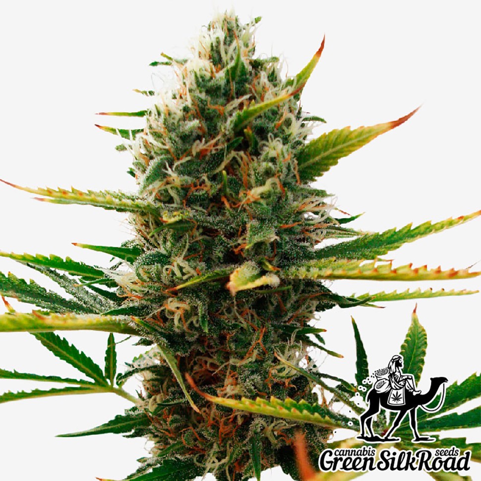 Семена марихуаны  Super Skunk feminised Green Silk Road Seeds