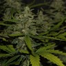 где заказать семена конопли Auto Super Mazar feminised Victory Seeds