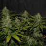 семена конопли в оригинальных упаковках Auto Super Mazar feminised Victory Seeds