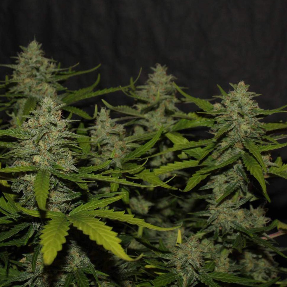 Семена конопли  Auto Super Mazar feminised Victory Seeds