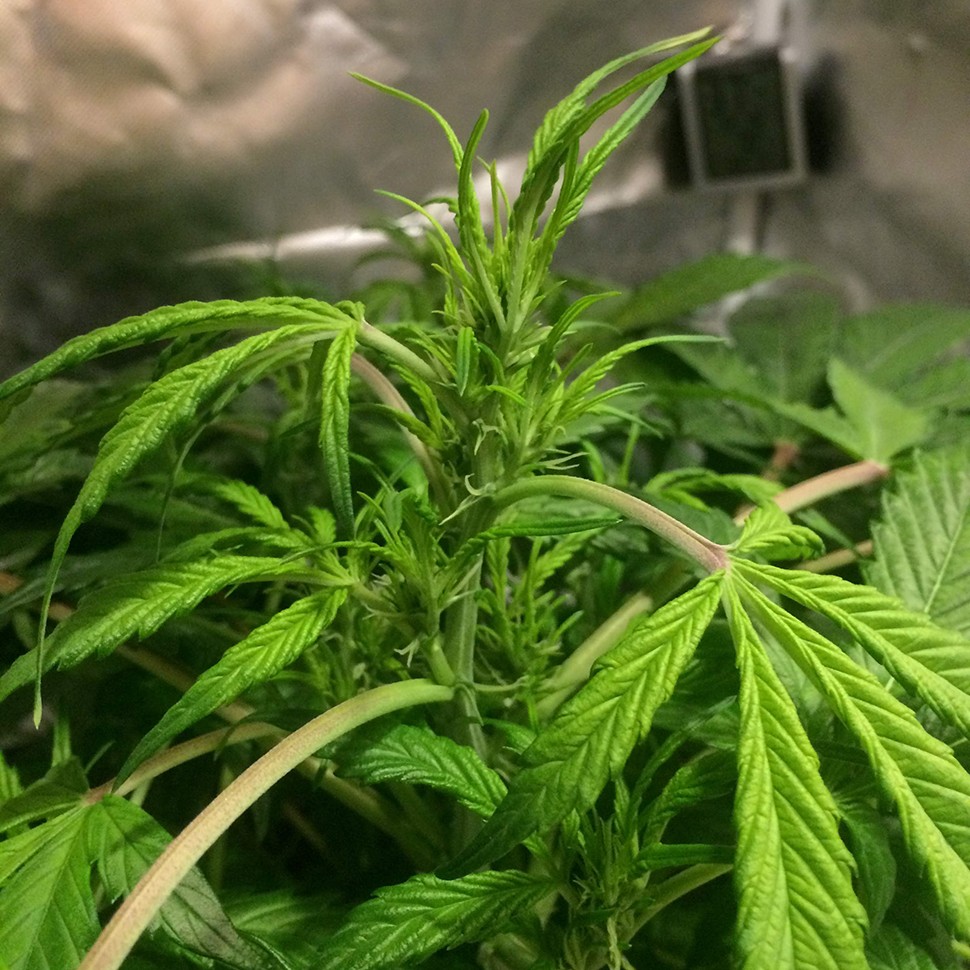 Семена конопли  Auto AK 49 feminised Ganja Seeds