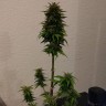 купить качественные семена конопли Auto AK 49 feminised Ganja Seeds