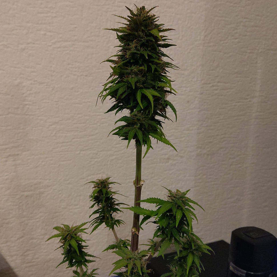 купить качественные семена конопли Auto AK 49 feminised Ganja Seeds