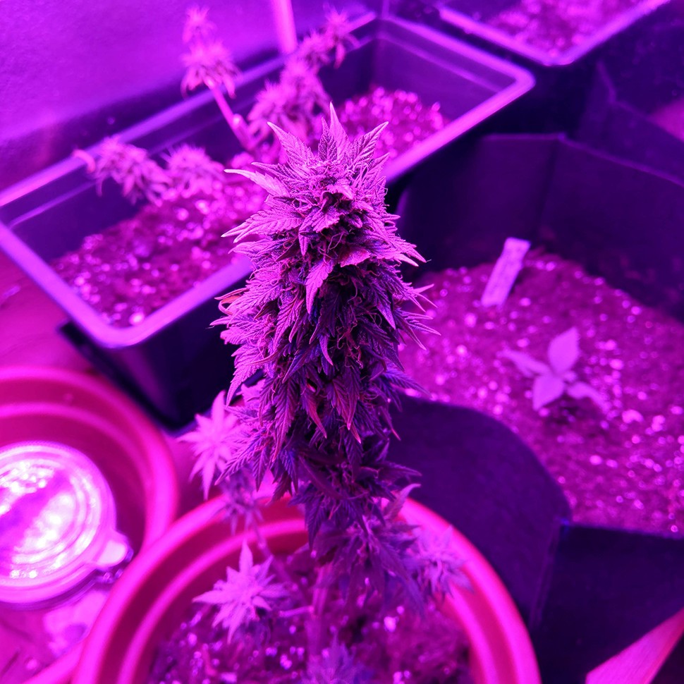 семки Auto AK 49 feminised Ganja Seeds