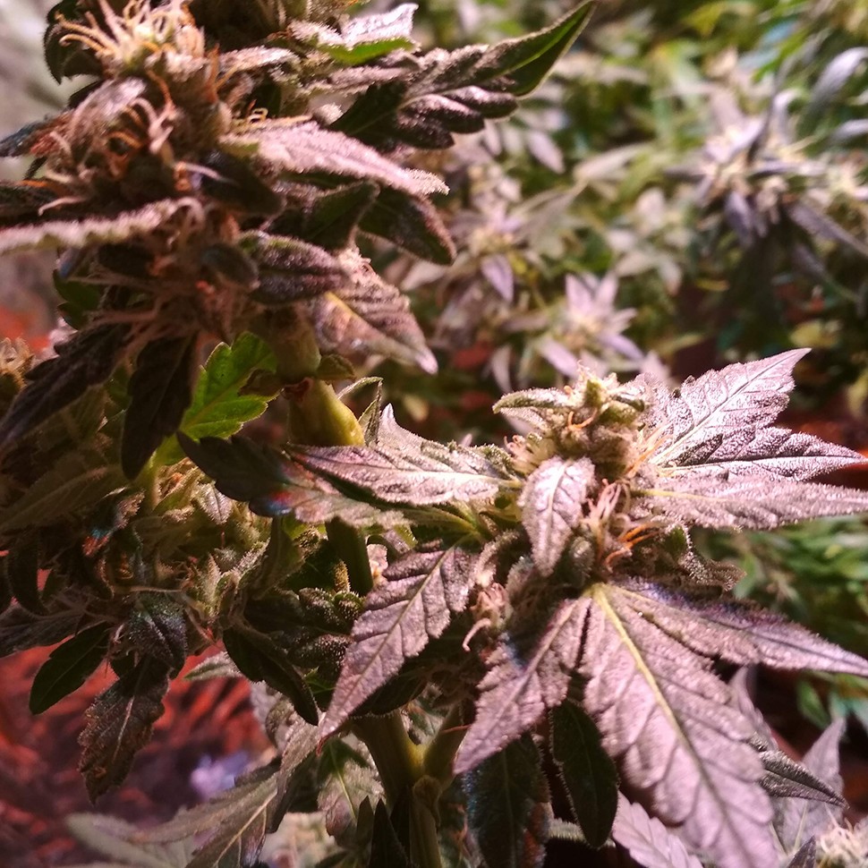 автоцветущие семена конопли Auto AK 49 feminised Ganja Seeds