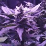 орехи конопли недорого Auto AK 49 feminised Ganja Seeds