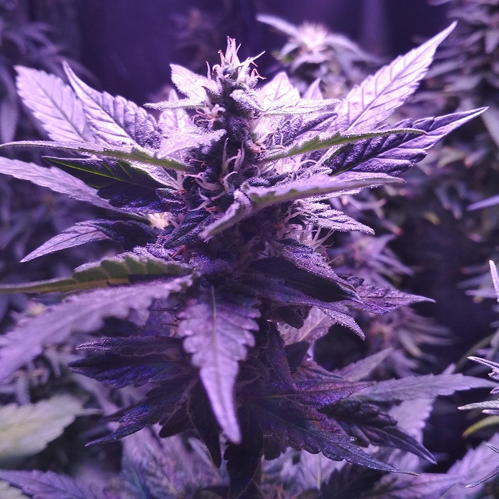 Семена конопли  Auto AK 49 feminised Ganja Seeds