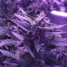 недорогие семена конопли Auto AK 49 feminised Ganja Seeds