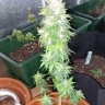 сорта конопли для новичков Auto AK 49 feminised Ganja Seeds