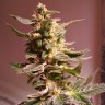 феминизированные семена конопли Auto AK 49 feminised Ganja Seeds