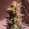 семена конопли для новичков Auto AK 49 feminised Ganja Seeds