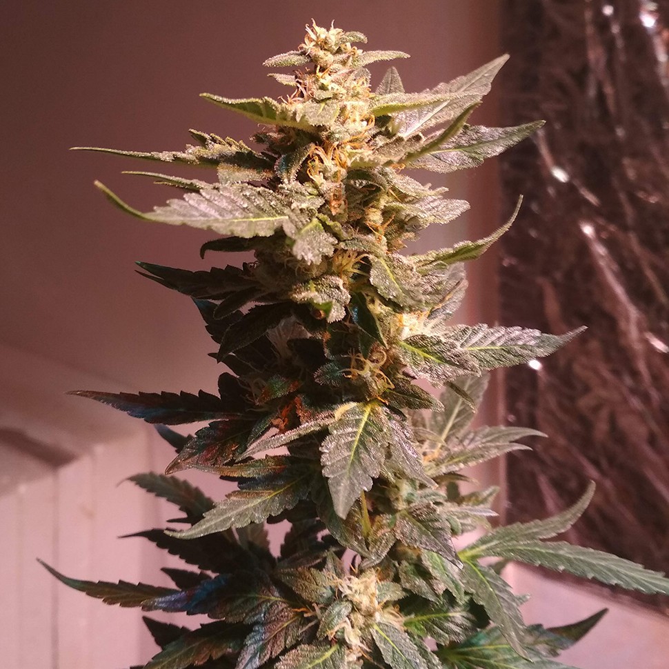 семена конопли для новичков Auto AK 49 feminised Ganja Seeds