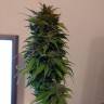 элитные семена конопли Auto AK 49 feminised Ganja Seeds