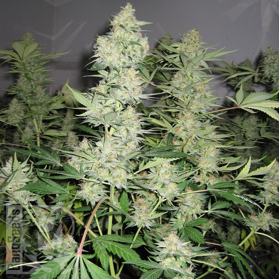 Семена конопли  Skunk x Great White Shark feminised Ganja Seeds