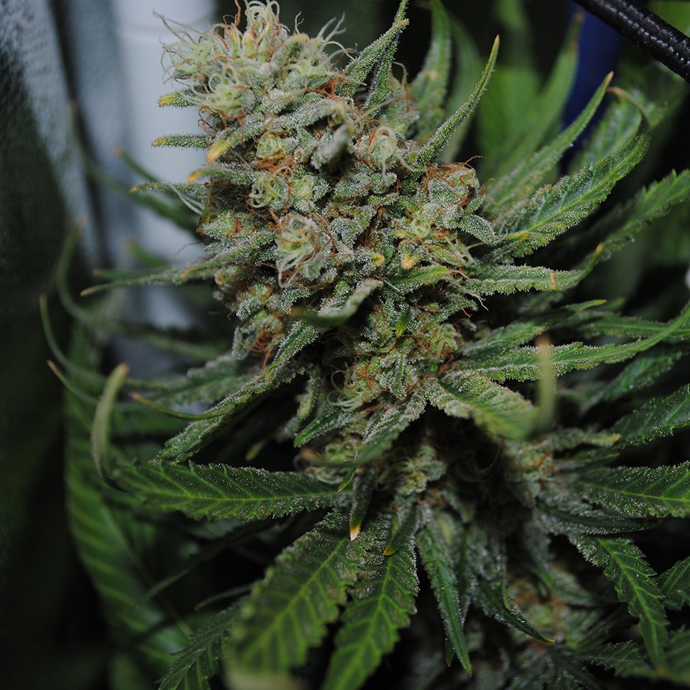 Семена  Auto Super Critical feminised Ganja Seeds