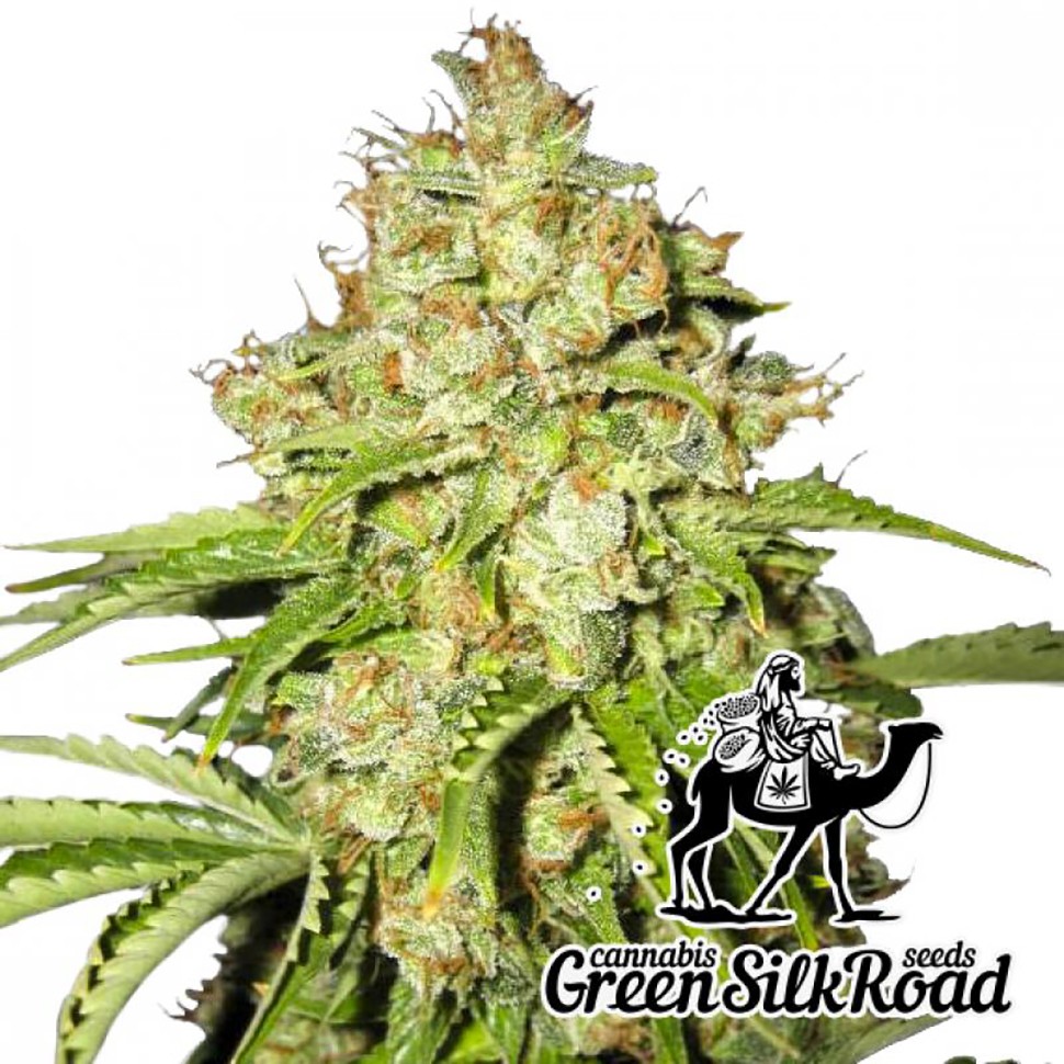 Семена ганжа  White Russian feminised Green Silk Road Seeds