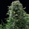 Семена марихуаны  Auto White Dwarf CBD feminised Ganja Seeds