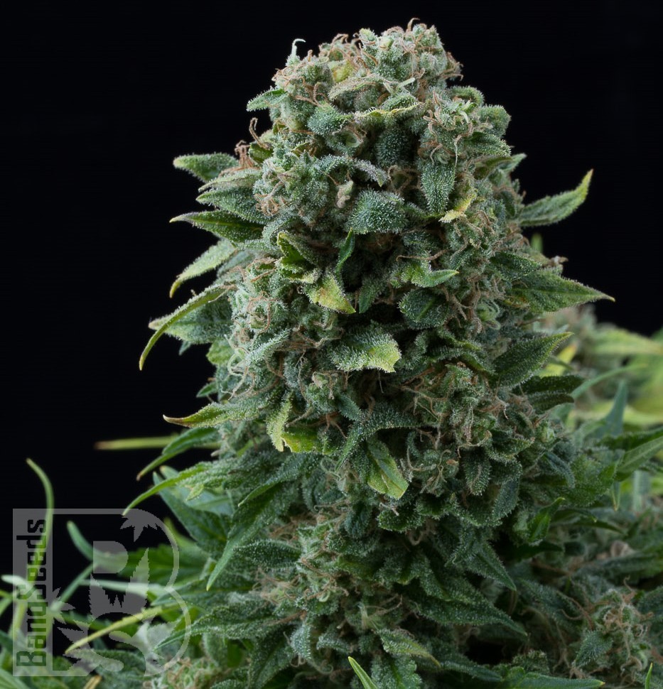 Семена марихуаны  Auto White Dwarf CBD feminised Ganja Seeds