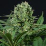 Семена марихуаны  Auto White Dwarf CBD feminised Ganja Seeds