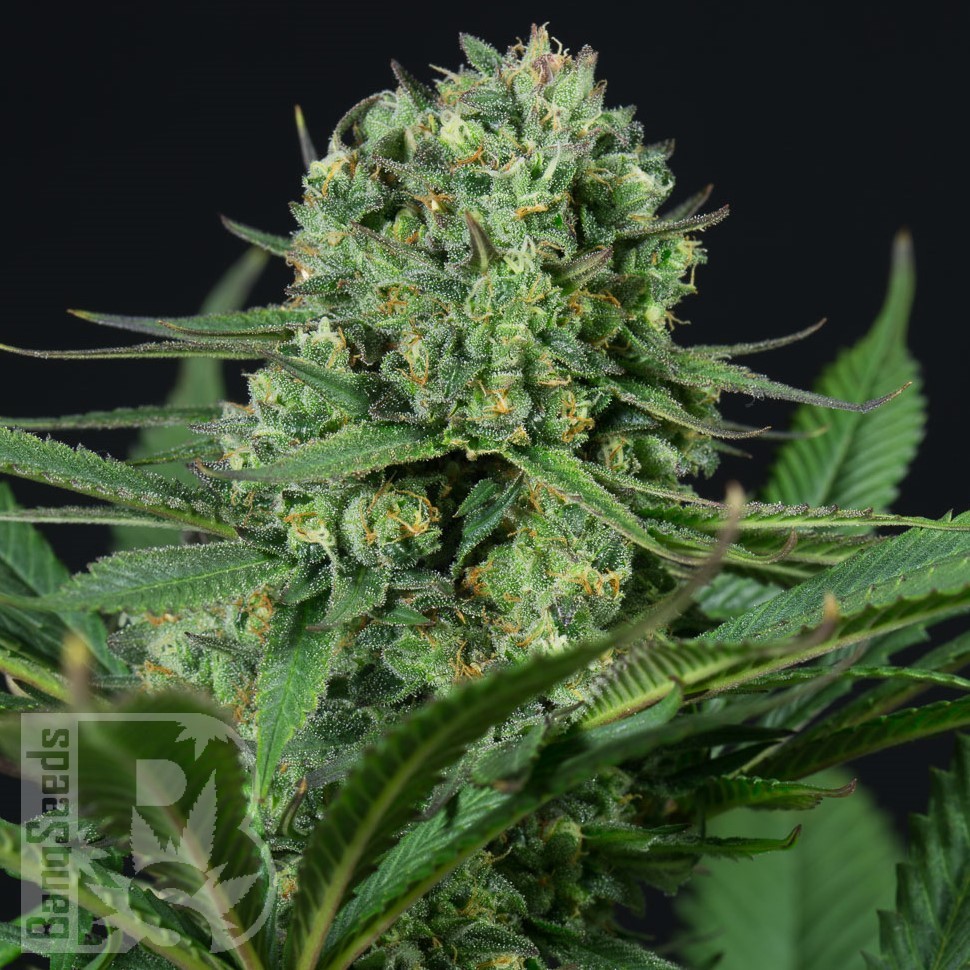 Семена марихуаны  Auto White Dwarf CBD feminised Ganja Seeds