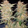 Семена каннабиса  Yolka (Spruce) feminised Ganja Seeds