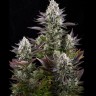 Семена каннабиса  Yolka (Spruce) feminised Ganja Seeds