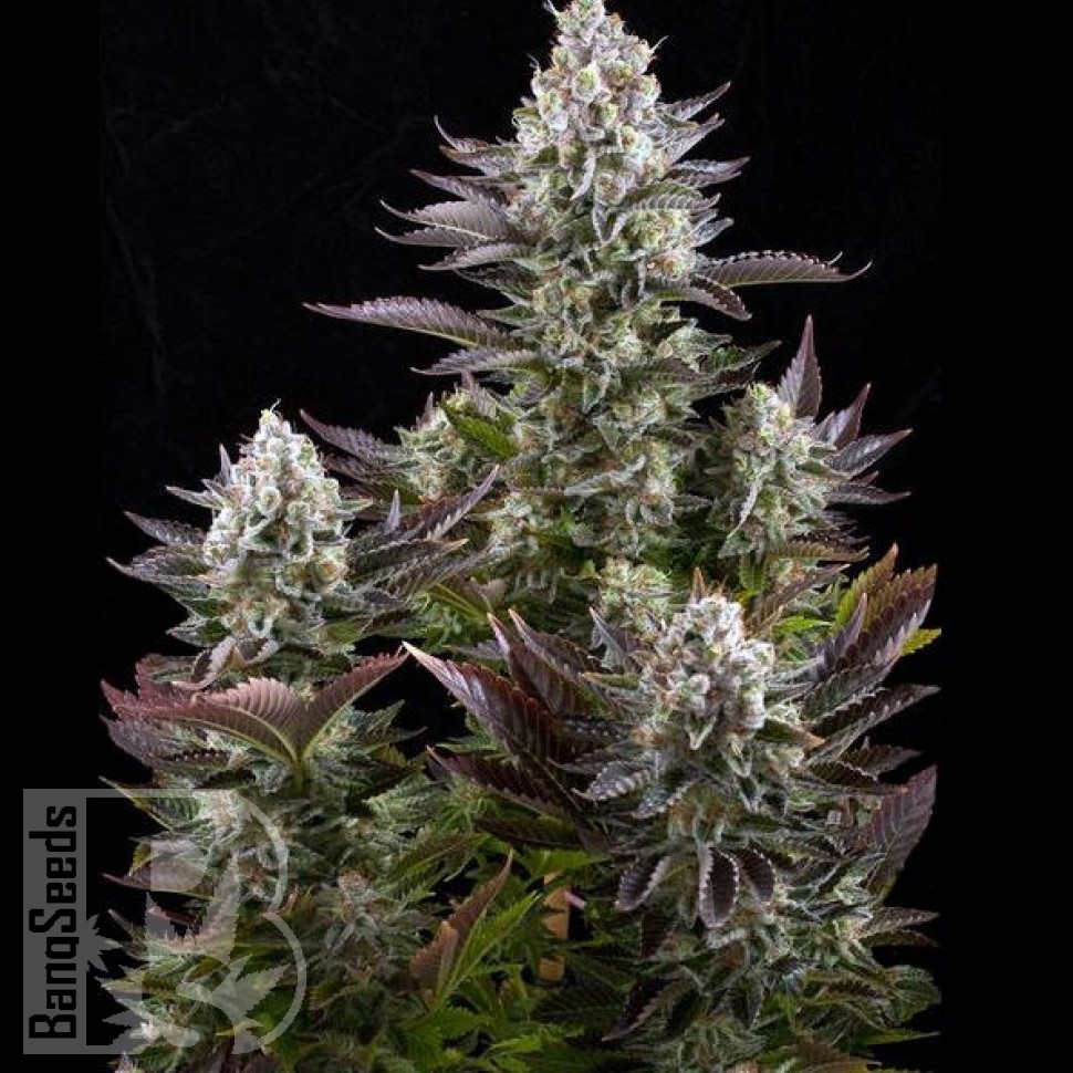 Семена каннабиса  Yolka (Spruce) feminised Ganja Seeds