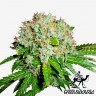 купить семена конопли для выращивания White Widow feminised