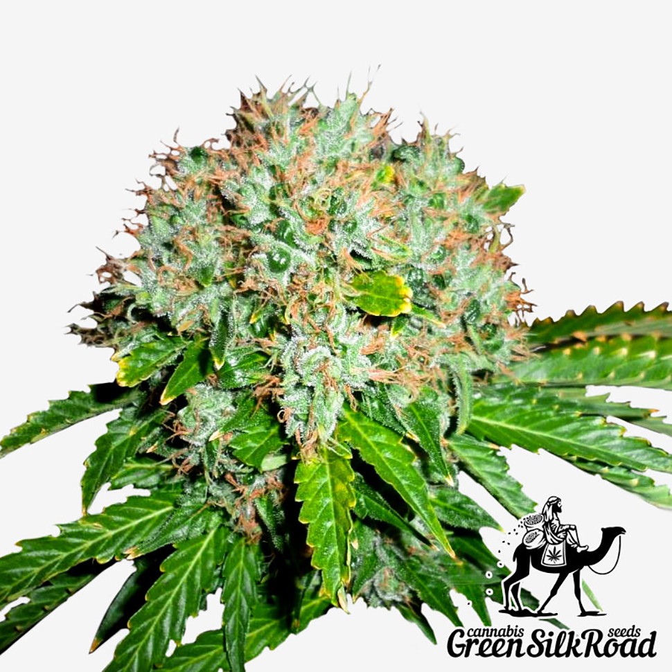 Семена конопли  White Widow feminised Green Silk Road Seeds