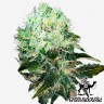 купить семена конопли для курения White Widow feminised