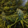 купить семена конопли Auto White Widow feminised Victory Seeds