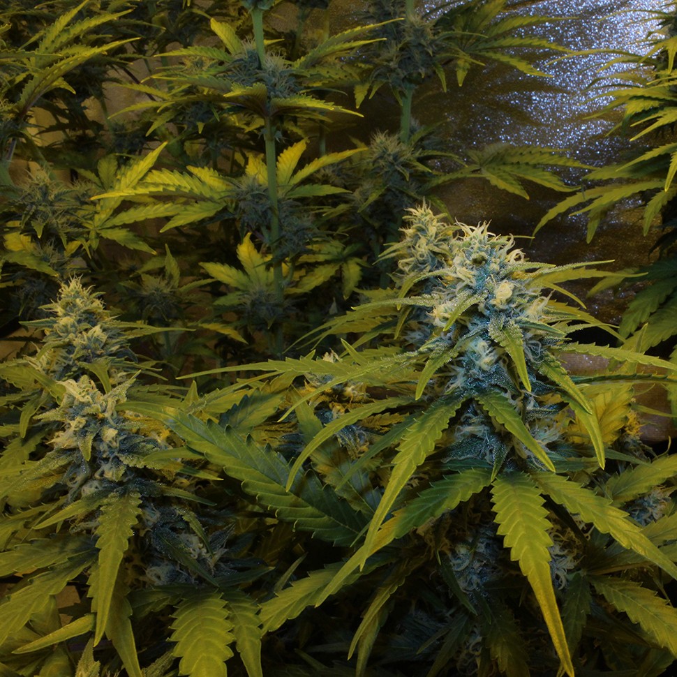 Семена ганжа  Auto White Widow feminised Victory Seeds