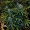 семена конопли bang seeds Auto White Widow feminised Victory Seeds