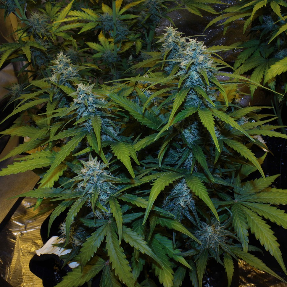 семена конопли bang seeds Auto White Widow feminised Victory Seeds