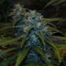 семена конопли наложенным платежом Auto White Widow feminised Victory Seeds