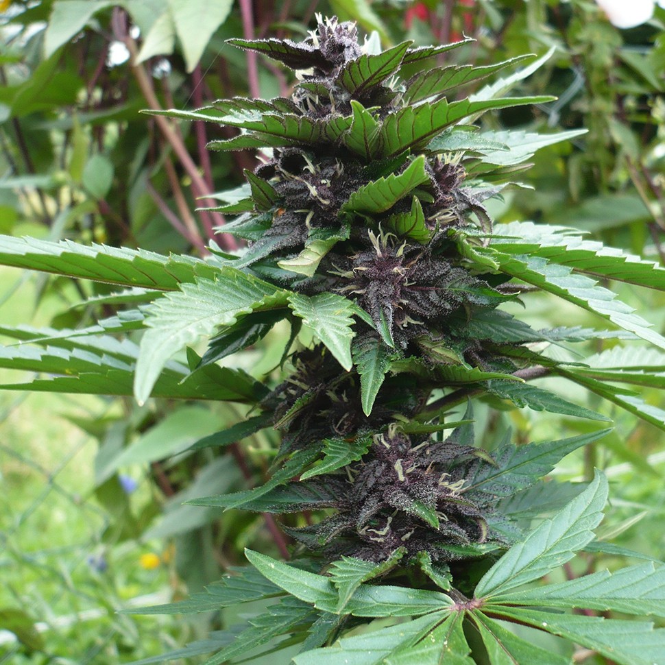 автики Auto Bloody Skunk feminised Ganja Seeds