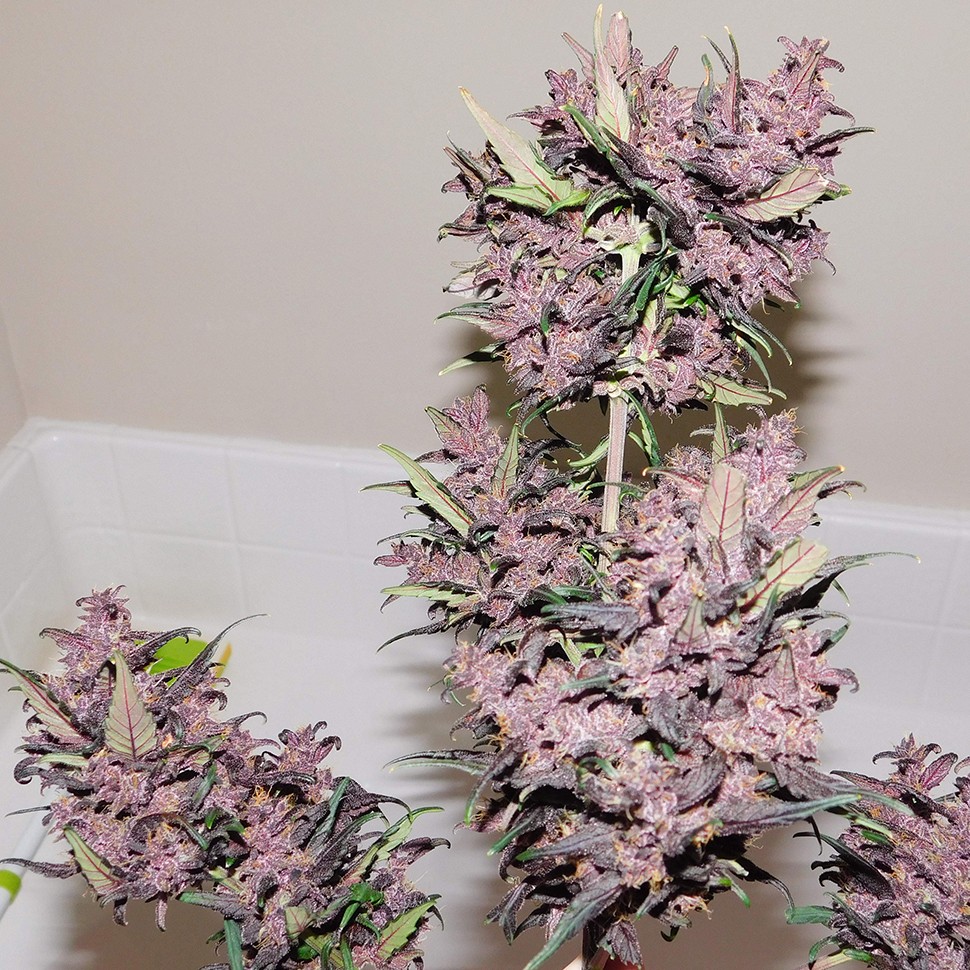 семена конопли с доставкой почтой Auto Bloody Skunk feminised Ganja Seeds