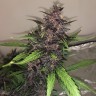 сорт каннабиса Auto Bloody Skunk feminised Ganja Seeds