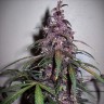 семена каннабиса недорого Auto Bloody Skunk feminised Ganja Seeds