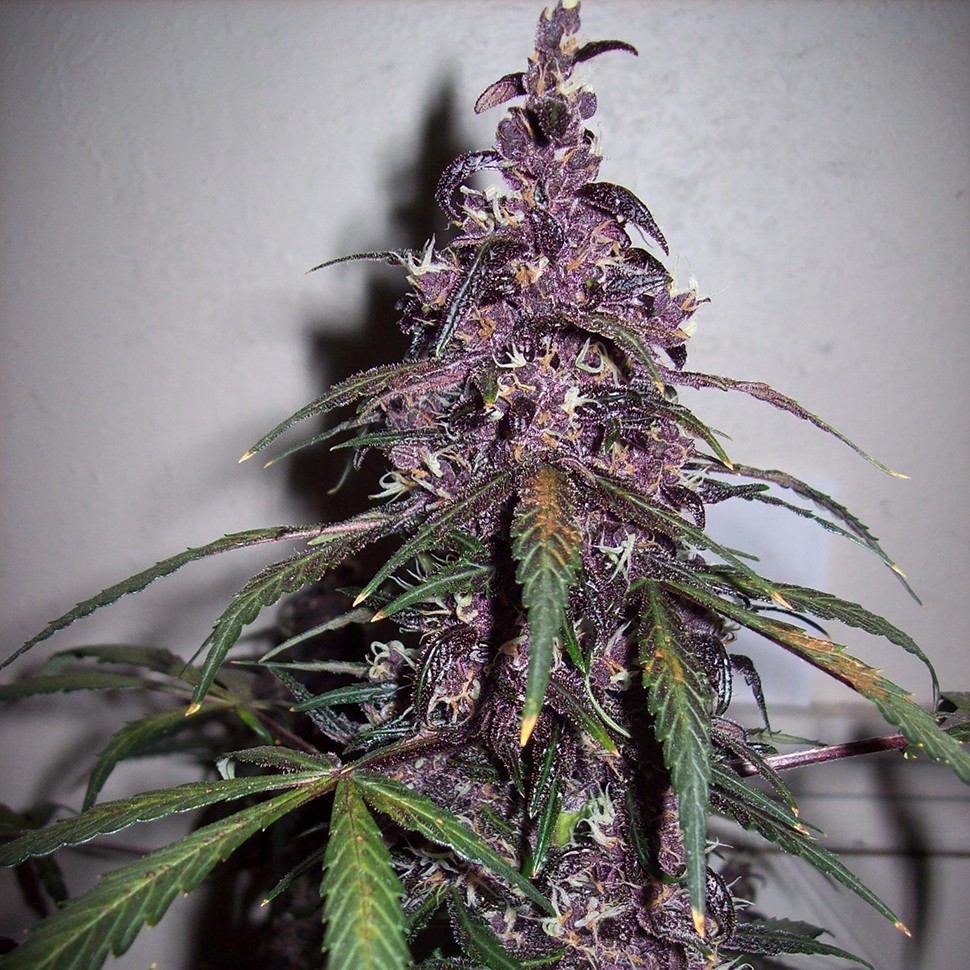 Семена конопли  Auto Bloody Skunk feminised Ganja Seeds