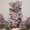 автоцветущие семена конопли Auto Bloody Skunk feminised Ganja Seeds