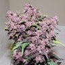 семена Auto Bloody Skunk feminised Ganja Seeds