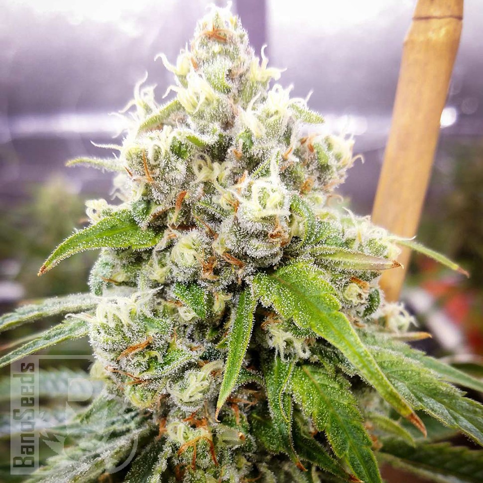 Семена марихуаны  Black Domina x Jack Herer feminised Ganja Seeds