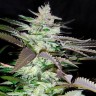 Семена марихуаны  Black Domina x Jack Herer feminised Ganja Seeds