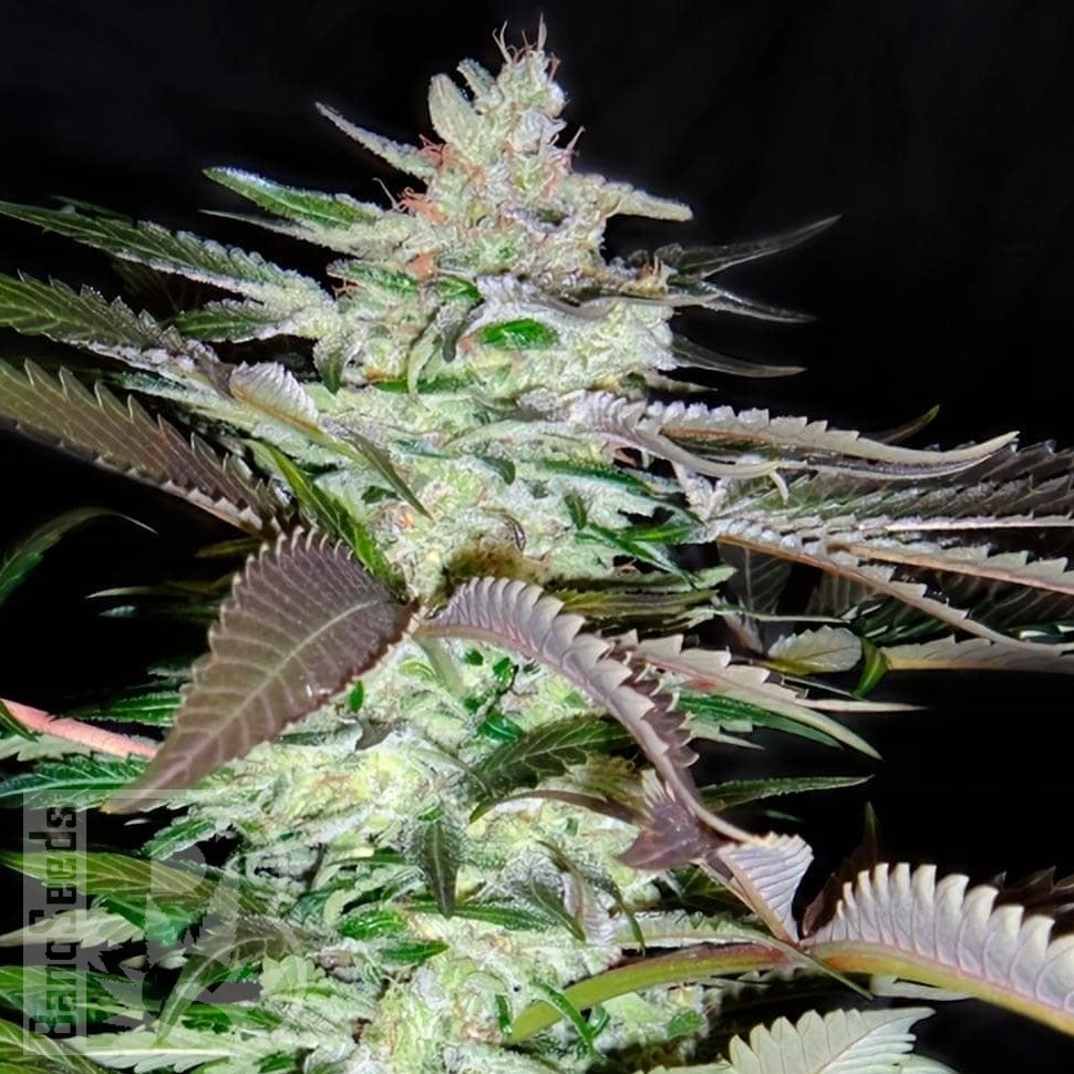 Семена марихуаны  Black Domina x Jack Herer feminised Ganja Seeds