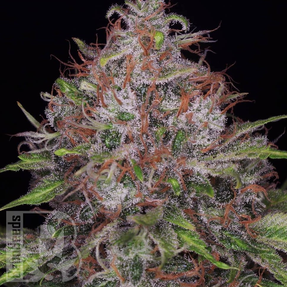 Семена марихуаны  Black Domina x Jack Herer feminised Ganja Seeds