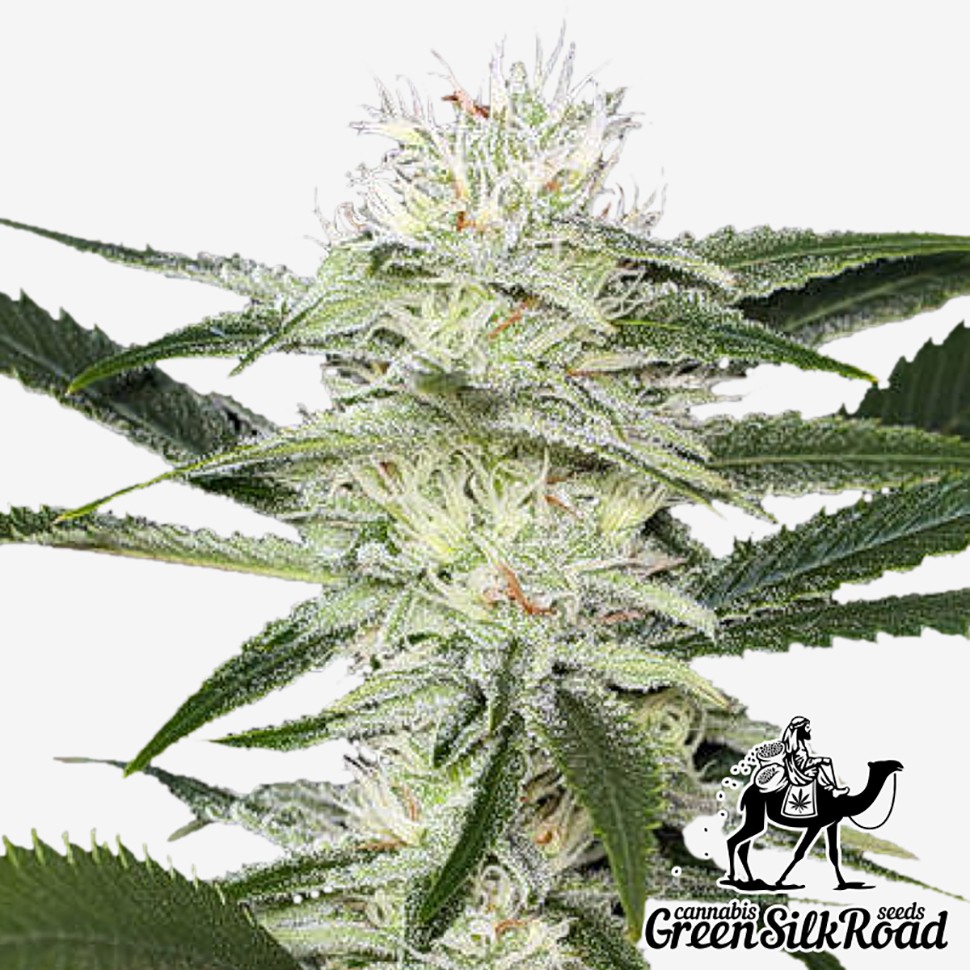 Семена каннабиса  Auto Amnesia feminised Green Silk Road Seeds